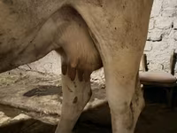 Сиыр, Ukrainian Brown Dairy Cattle — 5-сурет