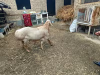 Ram, Arashan sheep — photo 5