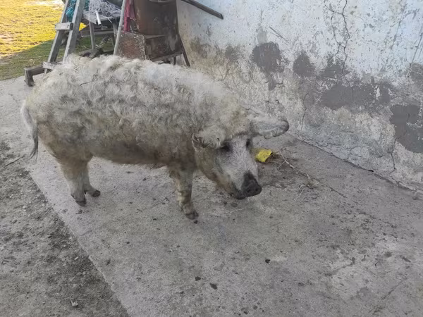 नर सूअर, Мангалица