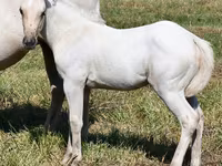 Stute, Quarter Horse — Foto 1