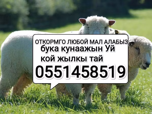 Қой, Қойлар — Қырғызстан