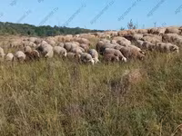 Oveja, Hissar sheep — foto 6
