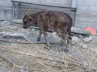 母牛, Russian Black pied cattle — 照片 4
