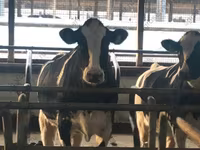 Kuh, Holstein-Rasse — Foto 1