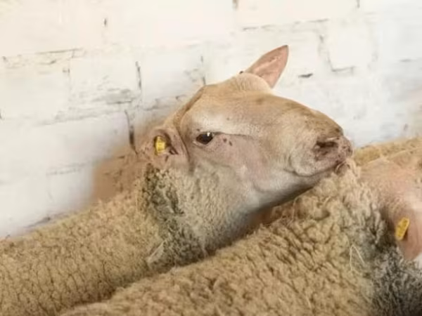 Ram, Precoce sheep