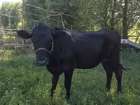 Vaca, Swiss cattle — foto 1