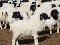Oveja, Hissar sheep — foto 3