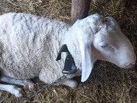 公羊, Awassi sheep — 照片 2