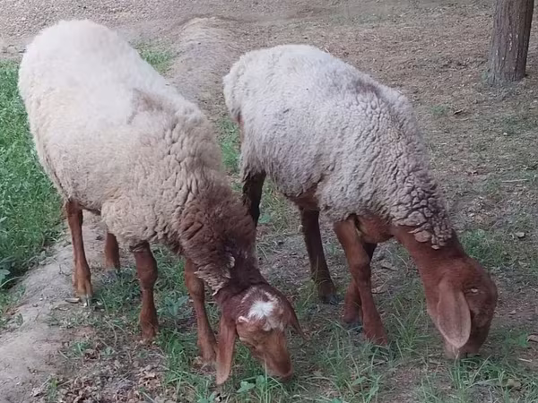 公羊, Sheep