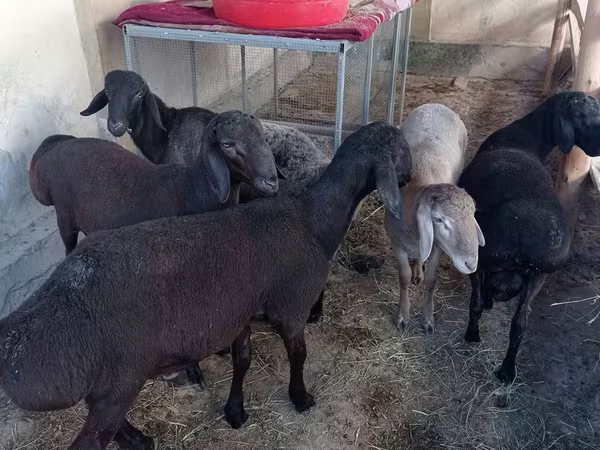 Ram, Sheep