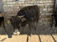 सांड, अलाताऊ नस्ल — फ़ोटो 7