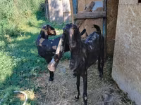 Goat, Kamori goats — photo 3
