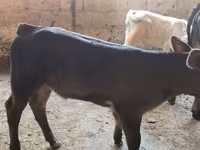 Сиыр, Бельгиялық көк — 5-сурет