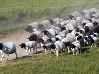 Ram, Dorper sheep — photo 4
