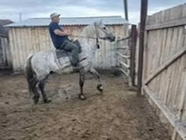 Айғыр, Arabian horse