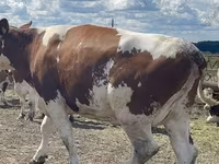Vaca, Raza Holstein — foto 1