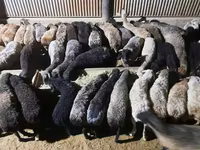 मेढ़ा, भेड़ — फ़ोटो 4