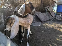 Теке, Nubian Goat — 2-сурет