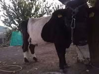 Cow, Holstein breed — photo 1