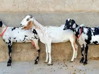 Ziege, Beetal goats — Foto 2