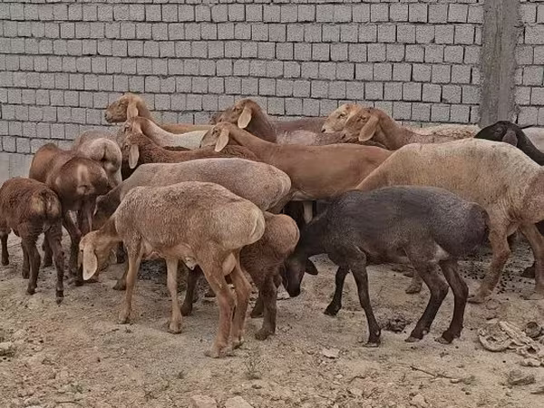Қошқар, Arashan sheep