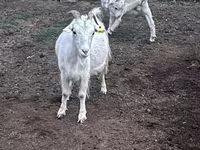 母山羊, Goats — 照片 4