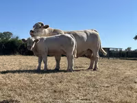 Toro, Raza de vaca — foto 1