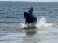 Stute, Quarter Horse — Foto 5