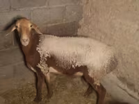Қой, Arashan sheep — 2-сурет