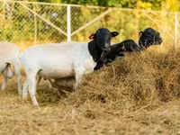 Widder, Dorper sheep — Foto 6