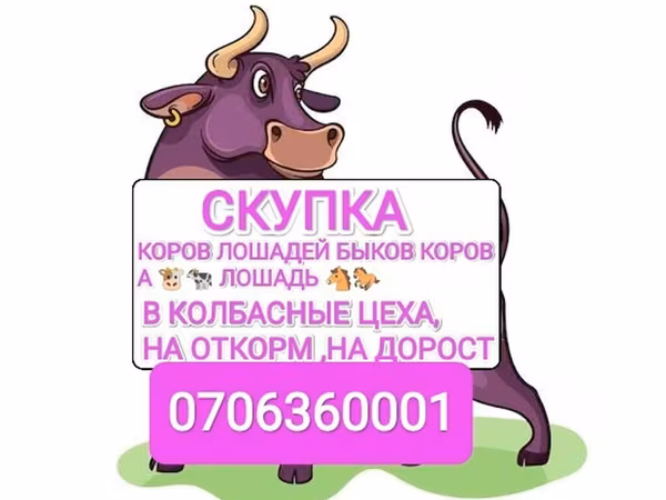 Бұқа, Ірі қара