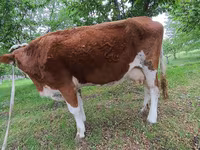 Bulle, Simmental cattle — Foto 4