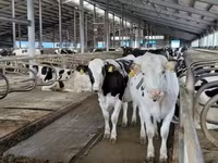 Cow, Holstein breed — photo 1