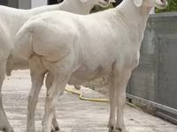 Ram, Sheep — photo 1
