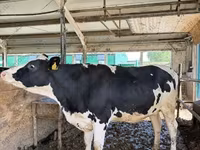 गाय, Simmental cattle — फ़ोटो 8
