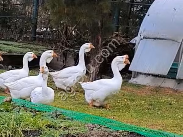 Geese
