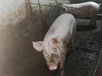 Säue, Schweine — Foto 1