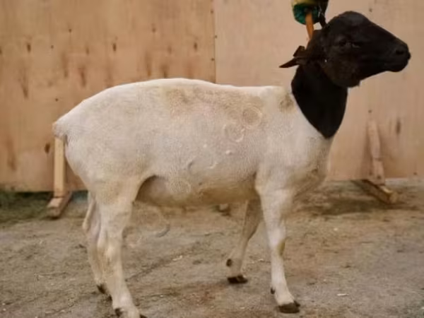 Қошқар, Dorper sheep