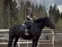 घोड़ी, Percheron — फ़ोटो 1