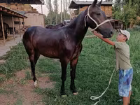公马, Horses — 照片 3