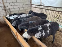 Ram, Rhon sheep — photo 3