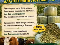 Силосный корм «Ала-Тоо Элит» — высококачественный рацион для КРС и — الصورة 2