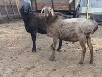 Қошқар, Hissar sheep — 2-сурет