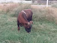 Bull, Cattle — photo 3