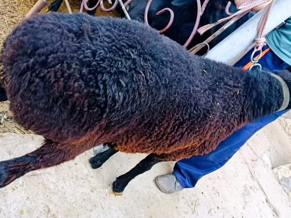 كبش, الأغنام