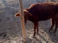 Cow, Cattle — photo 3