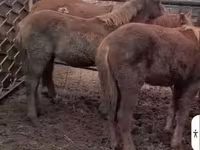 Mare, Horses — photo 7