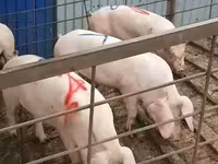 Бұқа, Ірі қара — 2-сурет