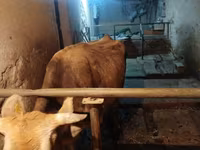 Cow, Swiss cattle — photo 7