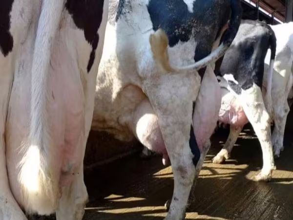Сиыр, Swiss cattle